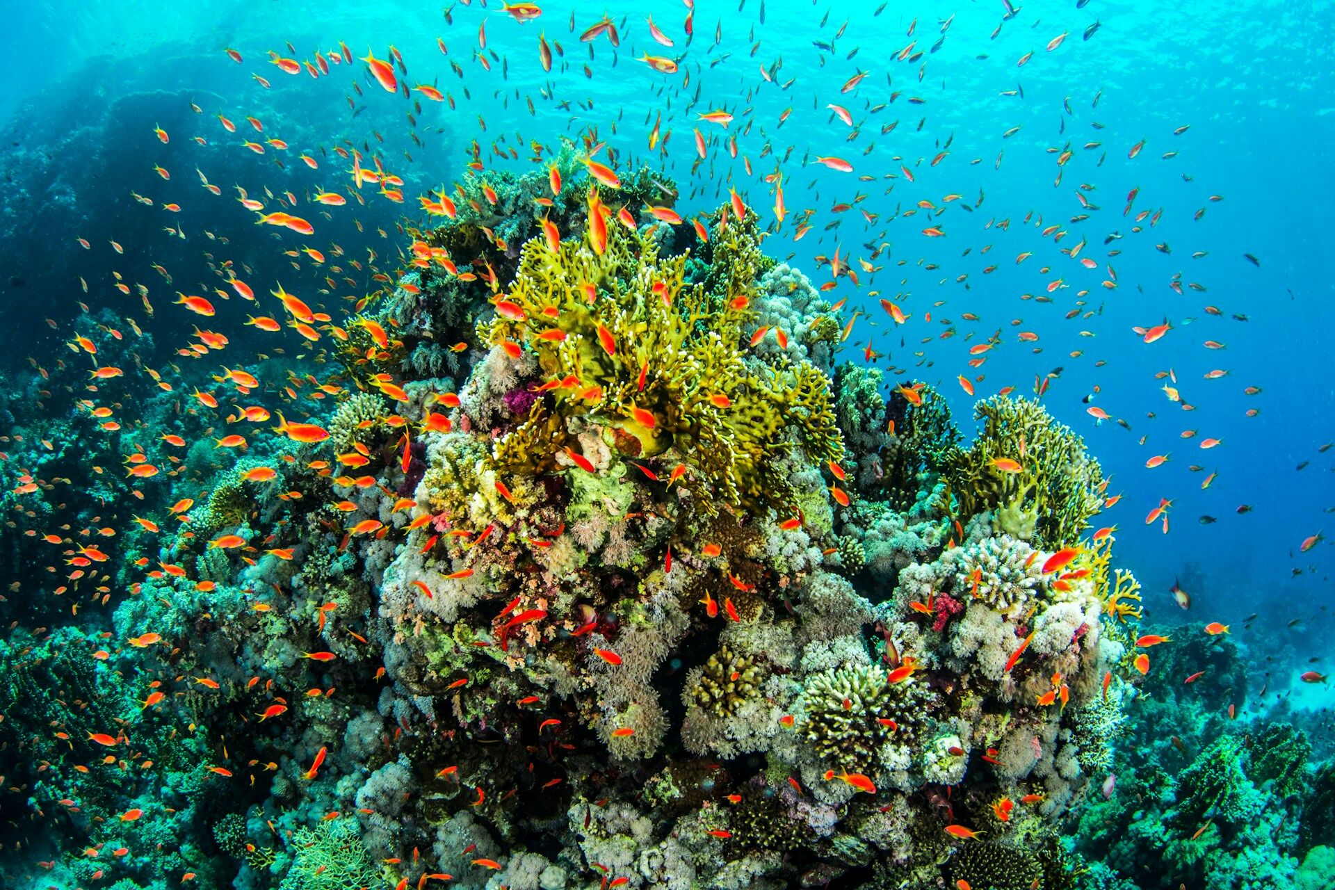 coral reef