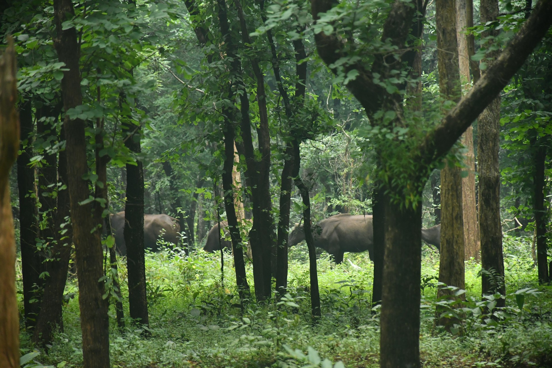Wildlife